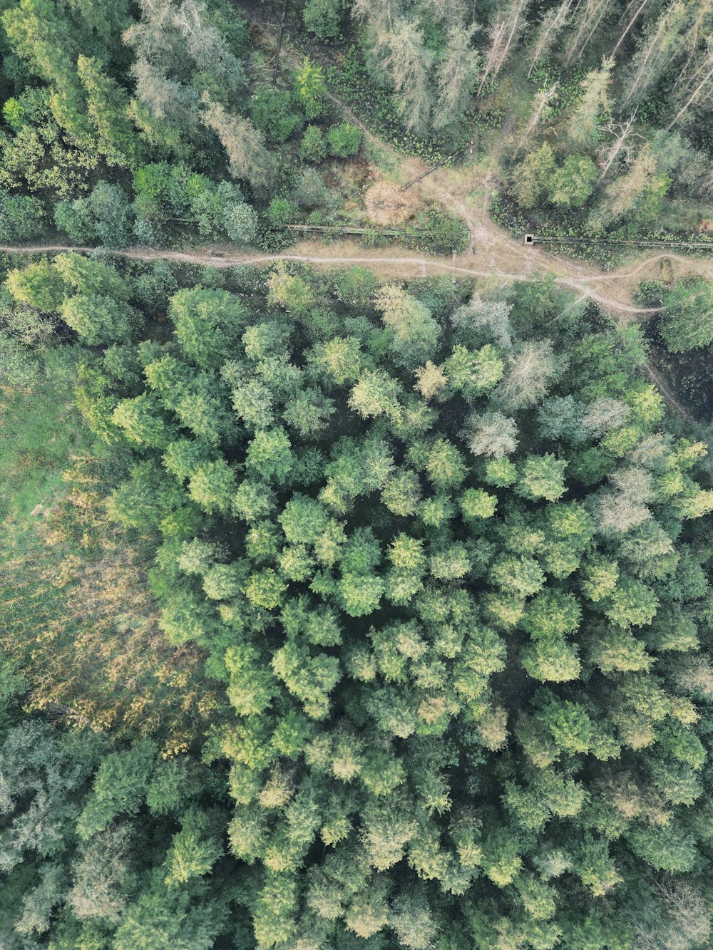 an aerial view of a road through a forest