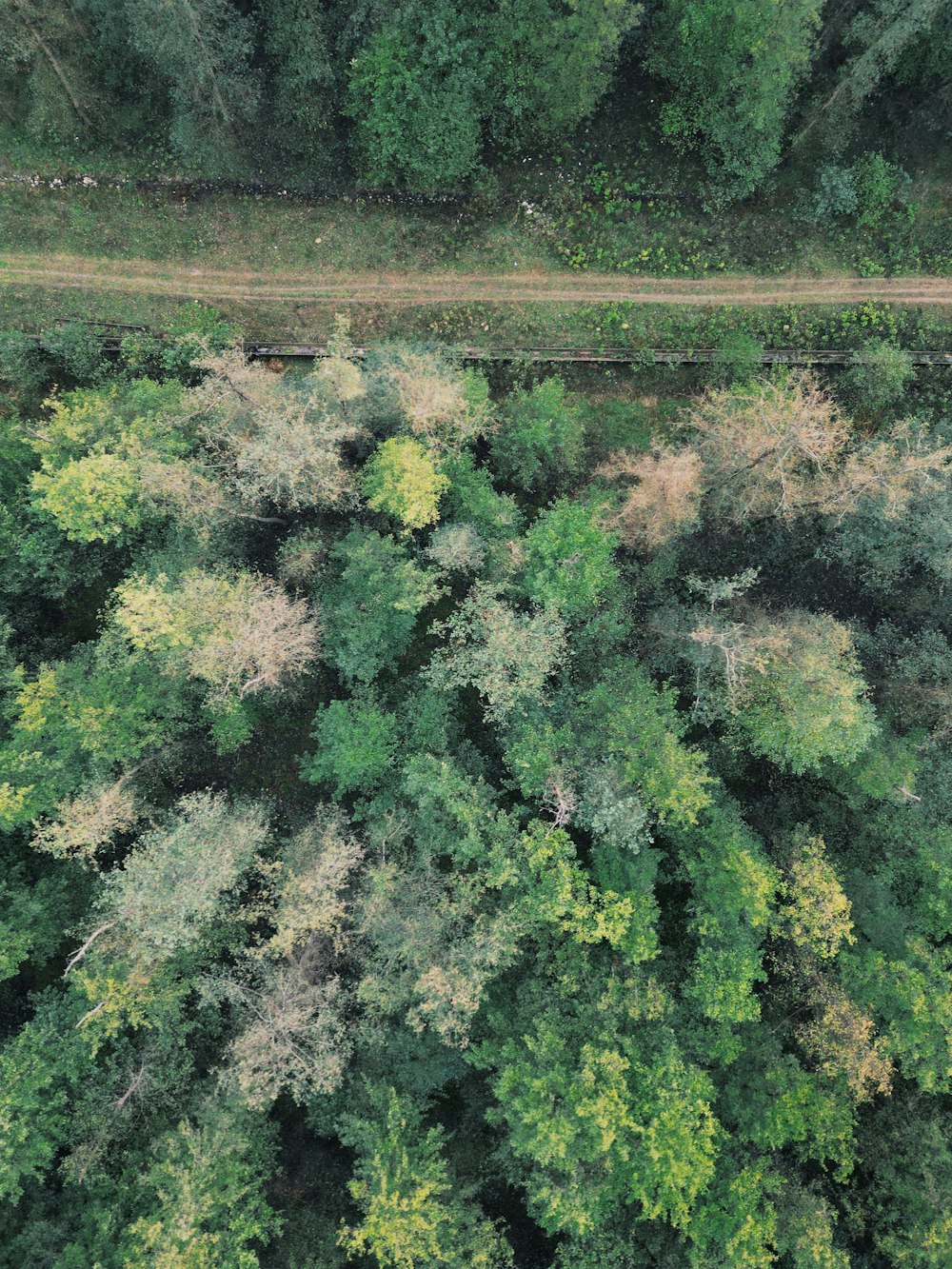 an aerial view of a lush green forest