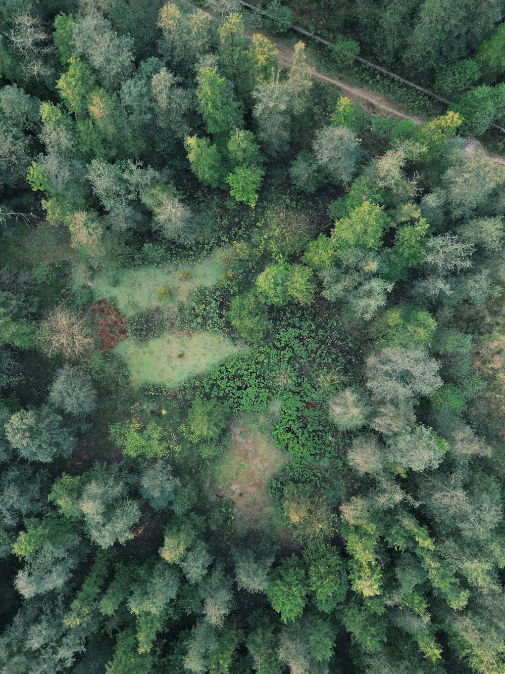 an aerial view of a forest with lots of trees