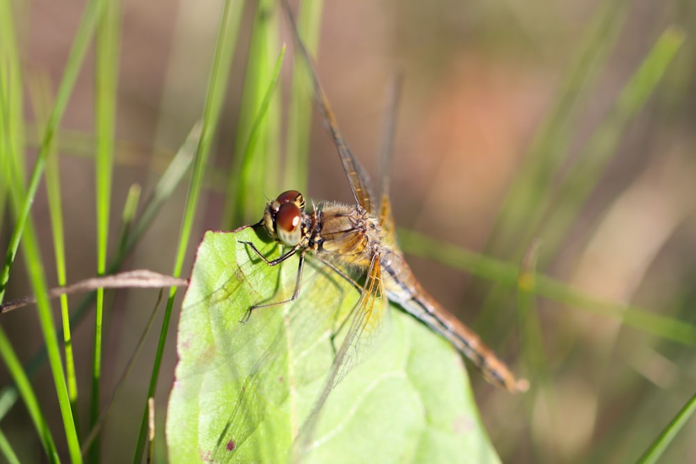 a close up of a dragon fly on a leaf