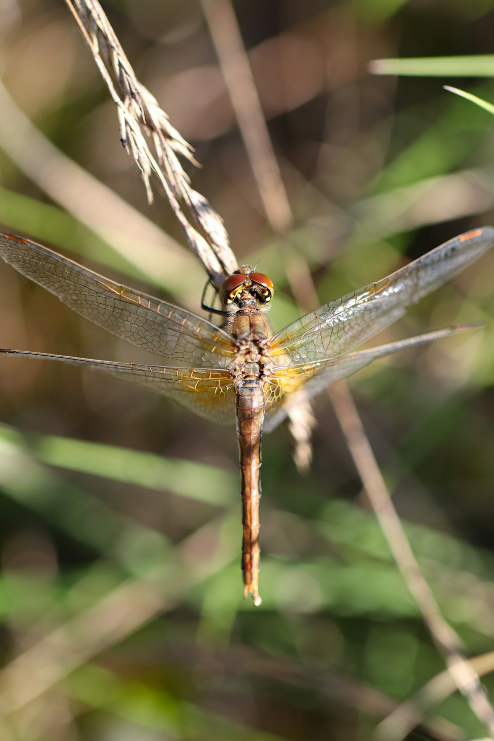 a close up of a dragonfly on a plant