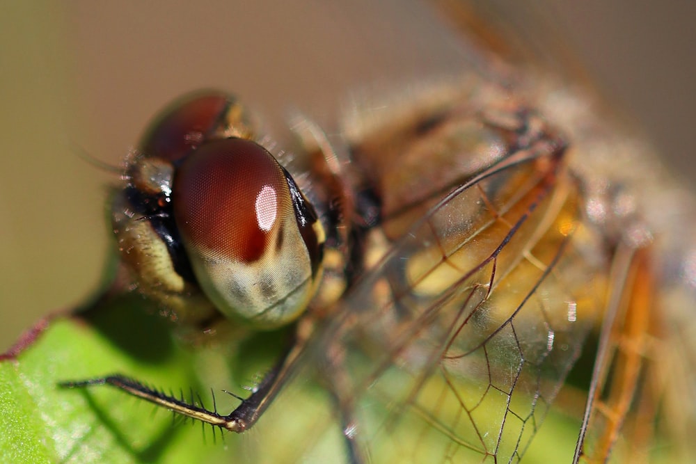 a close up of a fly on a leaf