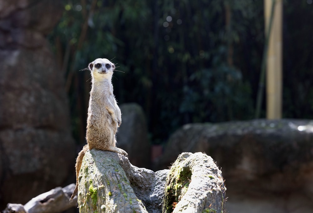 動物園の岩の上に座るミーアキャット