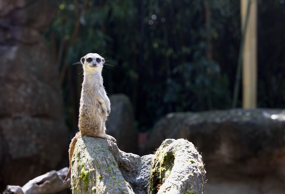 a meerkat sitting on a rock in a zoo