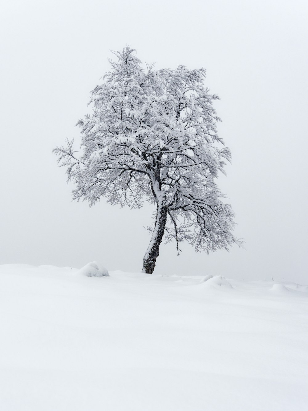 a lone tree in the middle of a snowy field