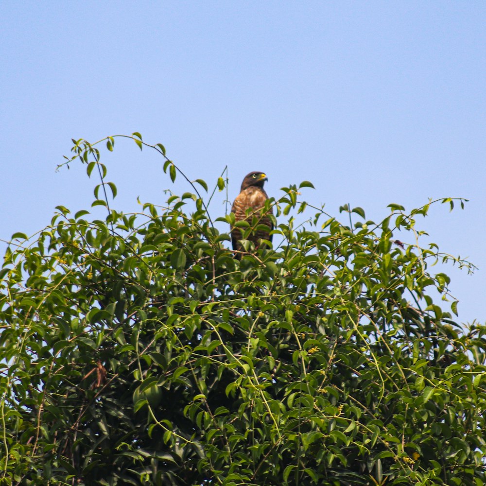 a bird perched on top of a tree branch