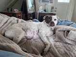 A dog with a brown and white face is lying on a cozy blanket-covered bed. The room has a wooden dresser with various items, such as a fan and personal care products, positioned in view. The atmosphere suggests a relaxed and comfortable bedroom setting.