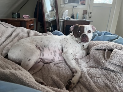 A dog with a brown and white face is lying on a cozy blanket-covered bed. The room has a wooden dresser with various items, such as a fan and personal care products, positioned in view. The atmosphere suggests a relaxed and comfortable bedroom setting.