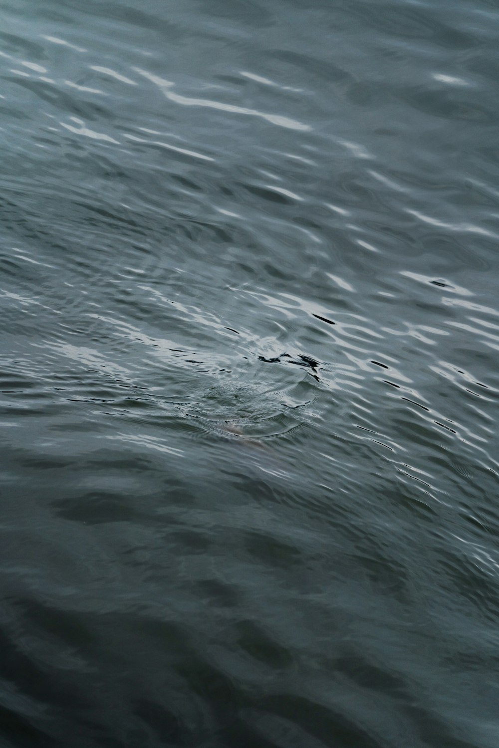 Un pájaro flotando sobre un cuerpo de agua
