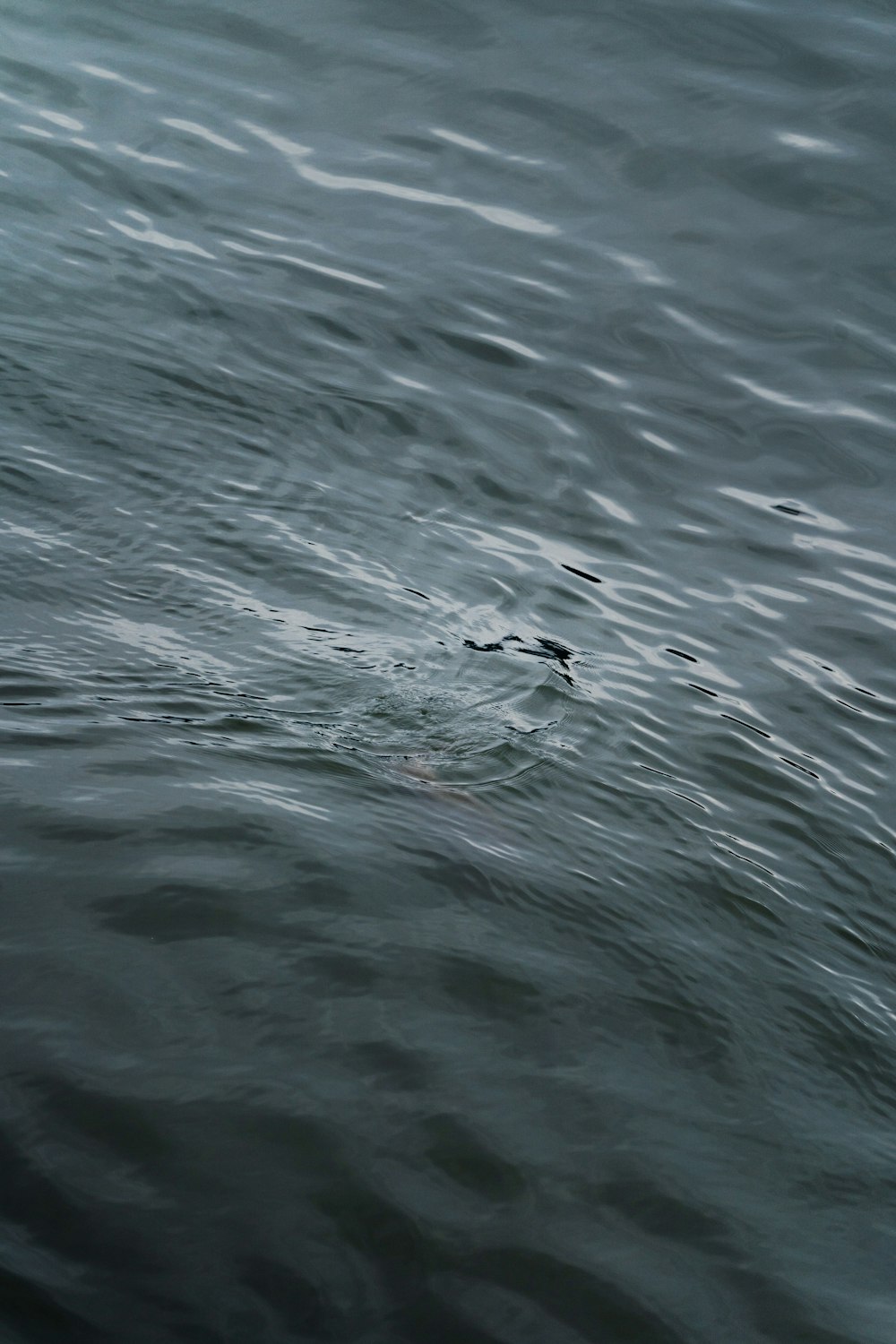 a bird floating on top of a body of water