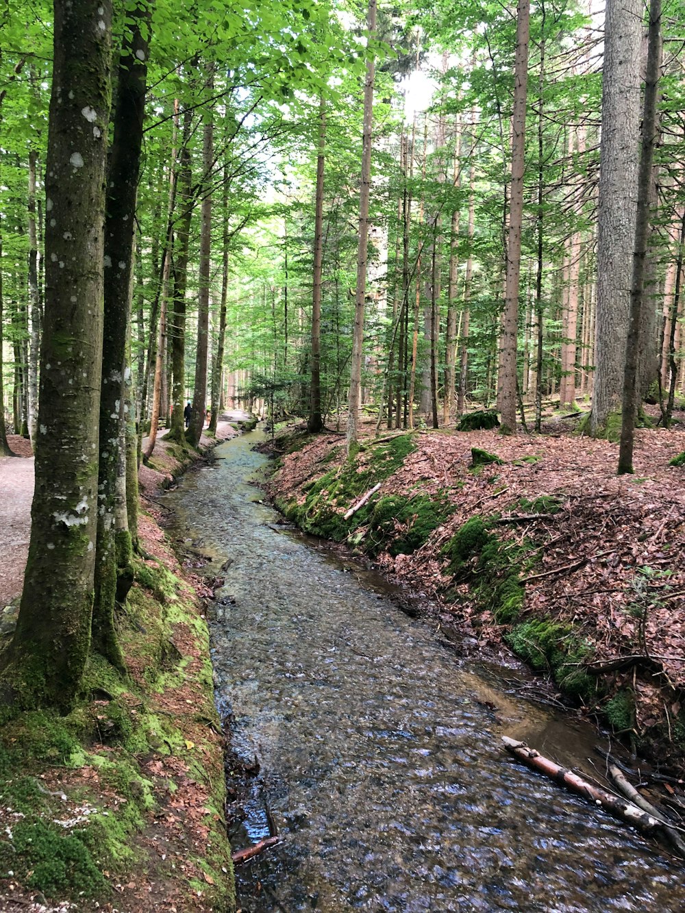 緑豊かな森�の中を流れる小川