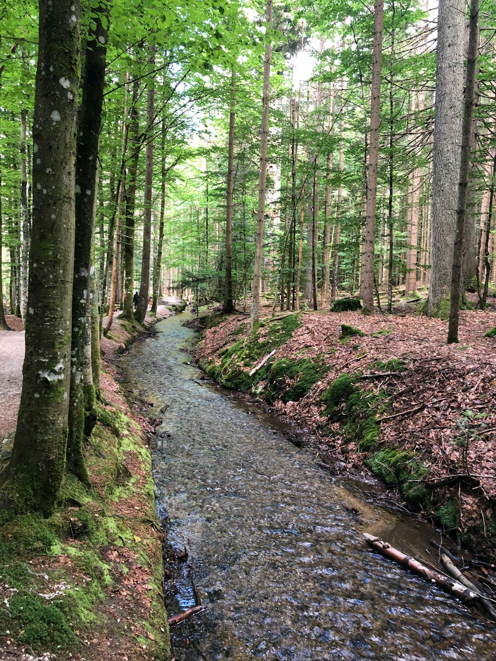 un arroyo que corre a través de un frondoso bosque verde