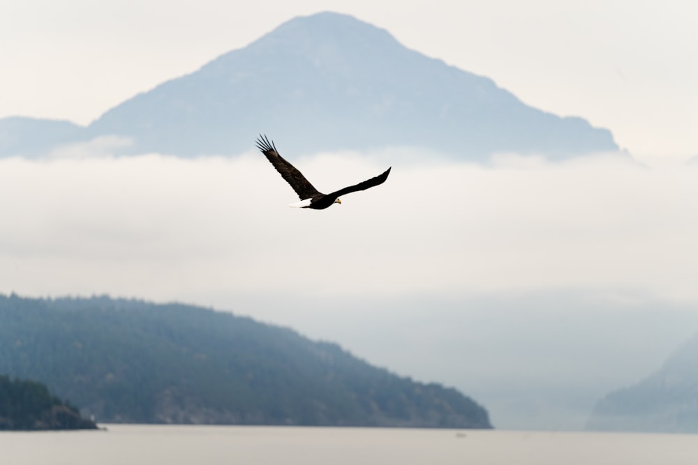 a large bird flying over a body of water