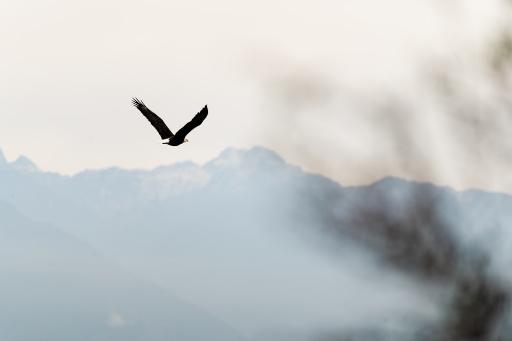 a bird flying in the air with mountains in the background