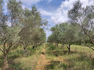 A grove of olive trees stretches into the distance, flanked by two rows with vibrant green foliage. The sky above is partly cloudy, with patches of sunlight illuminating the landscape. Wildflowers and grasses grow between the rows, adding to the lushness of the scene.
