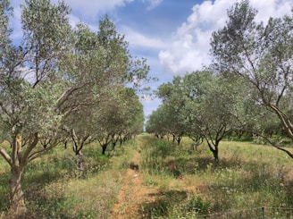 A grove of olive trees stretches into the distance, flanked by two rows with vibrant green foliage. The sky above is partly cloudy, with patches of sunlight illuminating the landscape. Wildflowers and grasses grow between the rows, adding to the lushness of the scene.