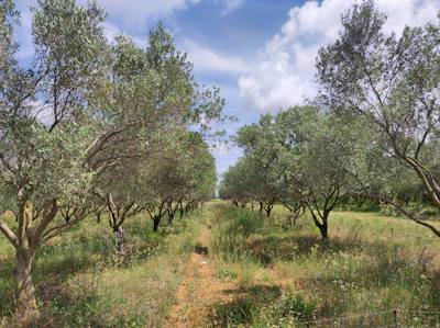 A grove of olive trees stretches into the distance, flanked by two rows with vibrant green foliage. The sky above is partly cloudy, with patches of sunlight illuminating the landscape. Wildflowers and grasses grow between the rows, adding to the lushness of the scene.