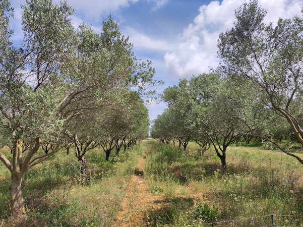 A grove of olive trees stretches into the distance, flanked by two rows with vibrant green foliage. The sky above is partly cloudy, with patches of sunlight illuminating the landscape. Wildflowers and grasses grow between the rows, adding to the lushness of the scene.