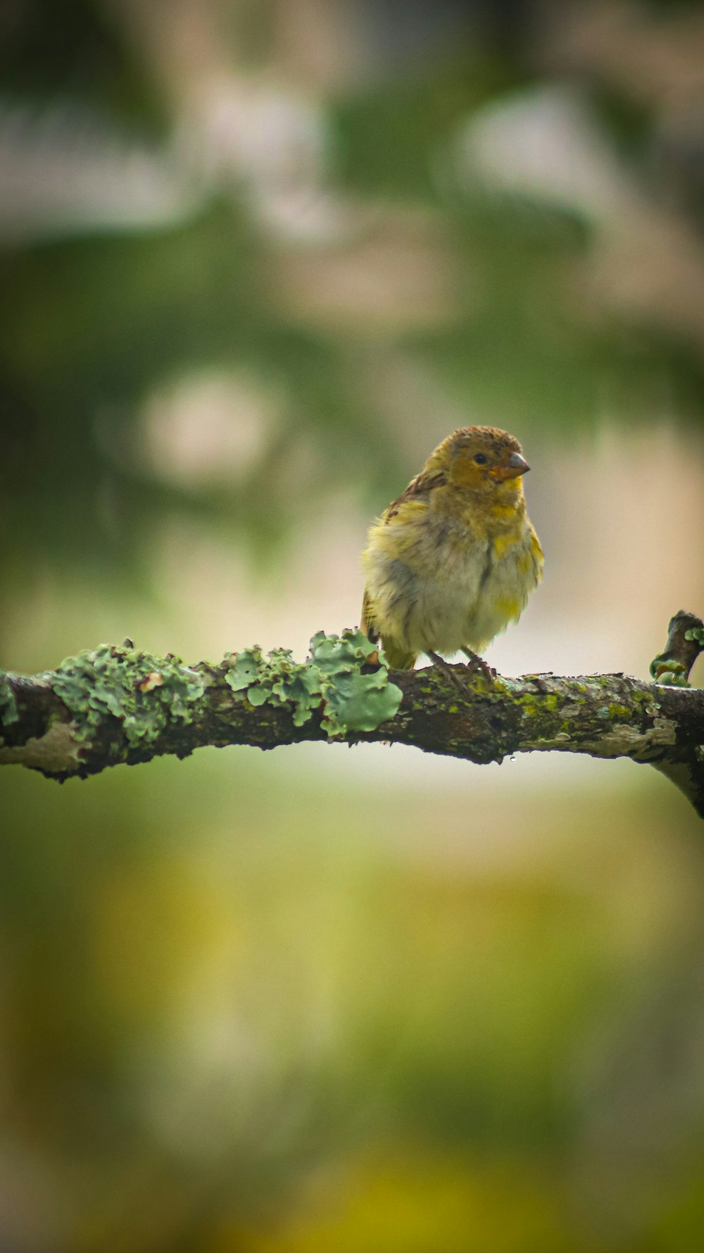 a small bird sitting on a branch of a tree