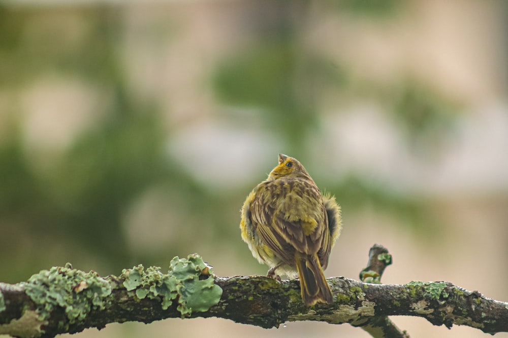 a small bird perched on a tree branch