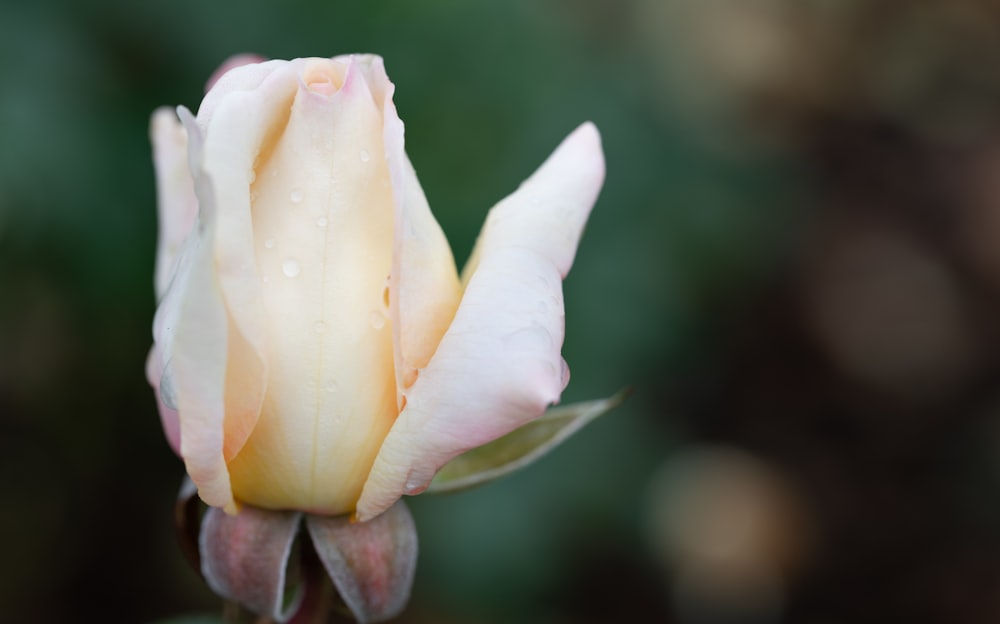 uma rosa branca com gotículas de água