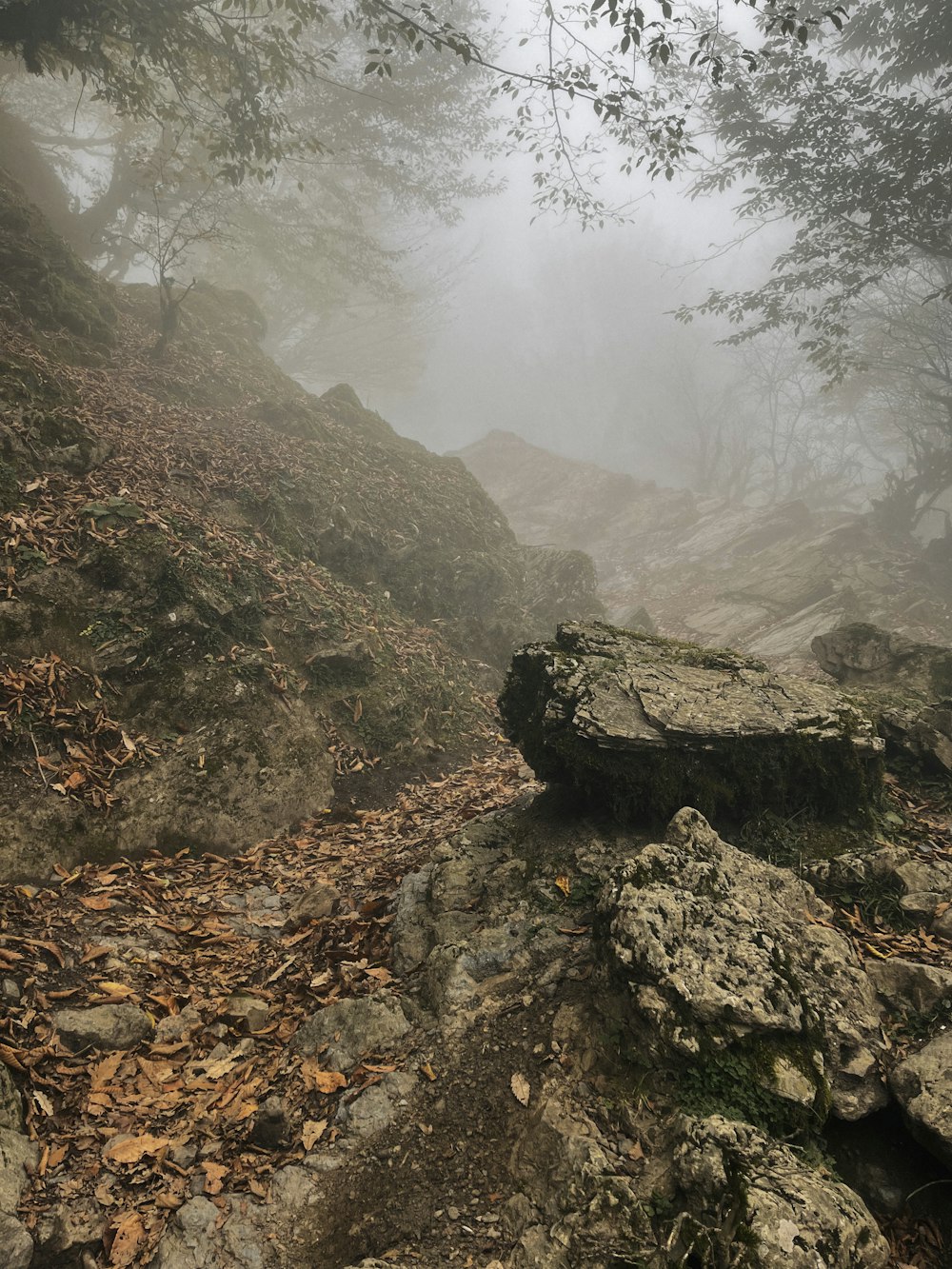 a foggy forest with rocks and leaves on the ground