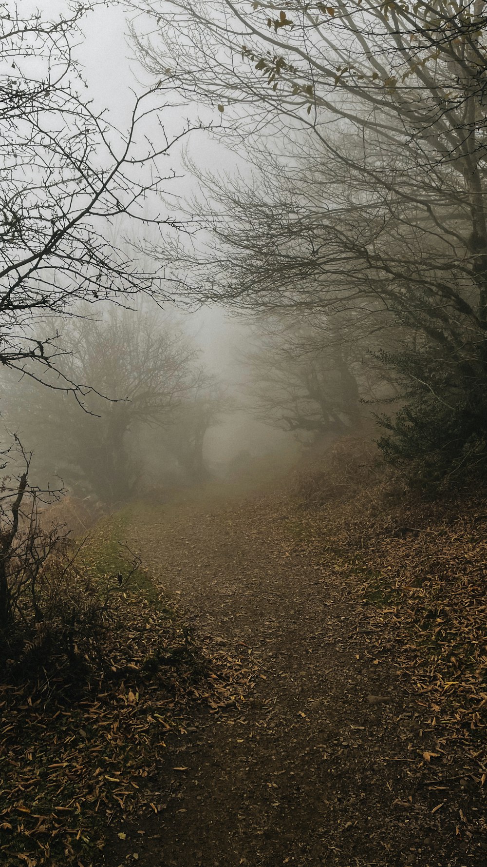 Un sentiero in una foresta nebbiosa con molti alberi