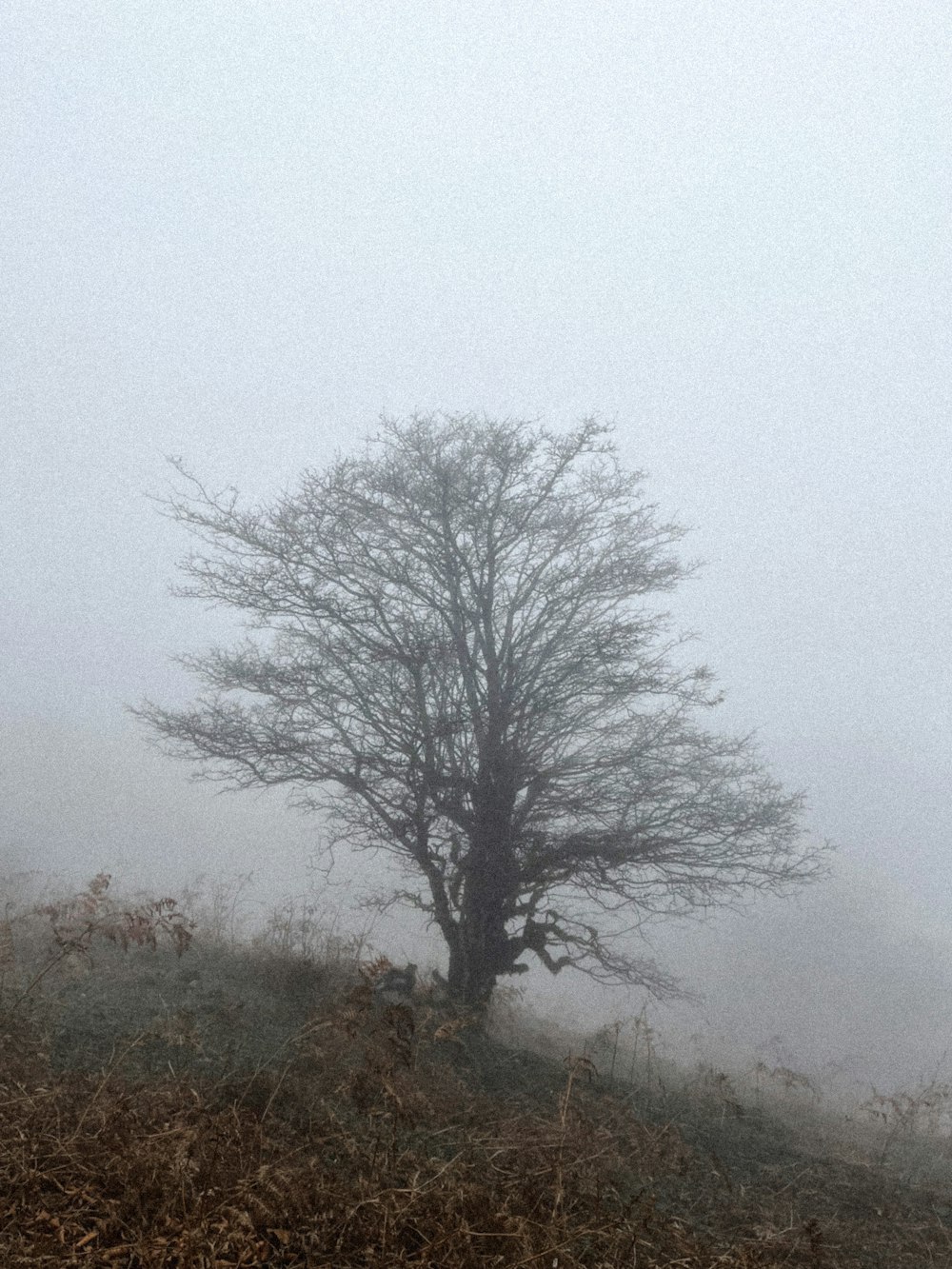 a lone tree on a hill in the fog