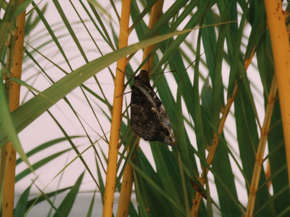 a moth sitting on top of a palm tree