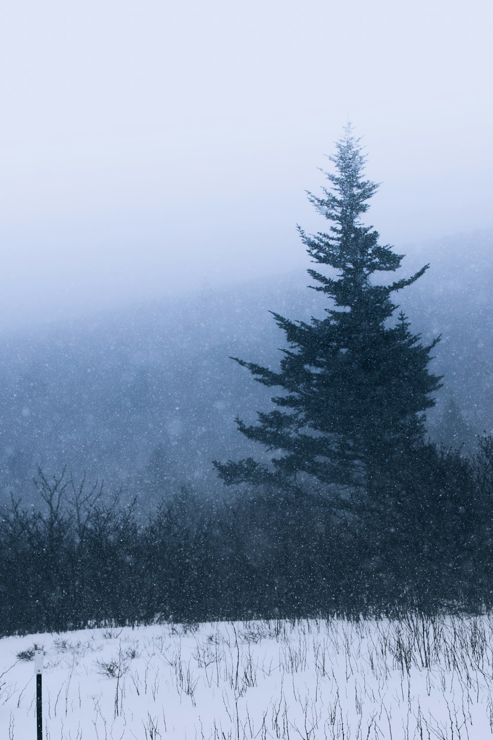 a lone pine tree in a snowy field