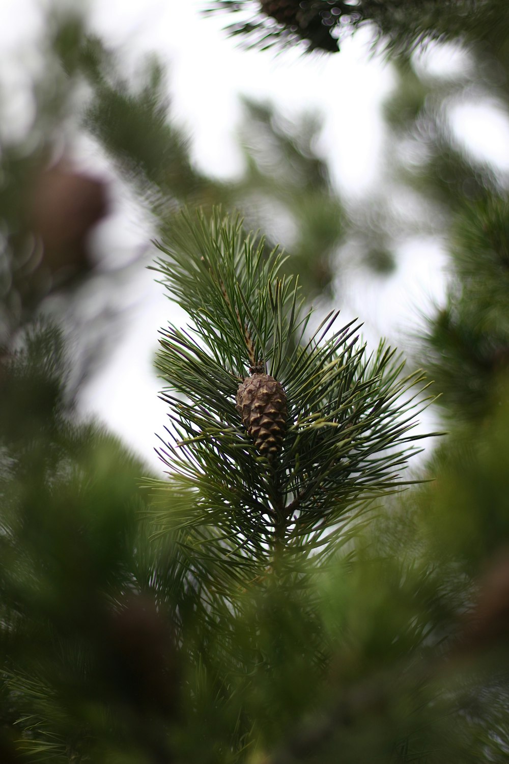 a close up of a pine cone on a pine tree