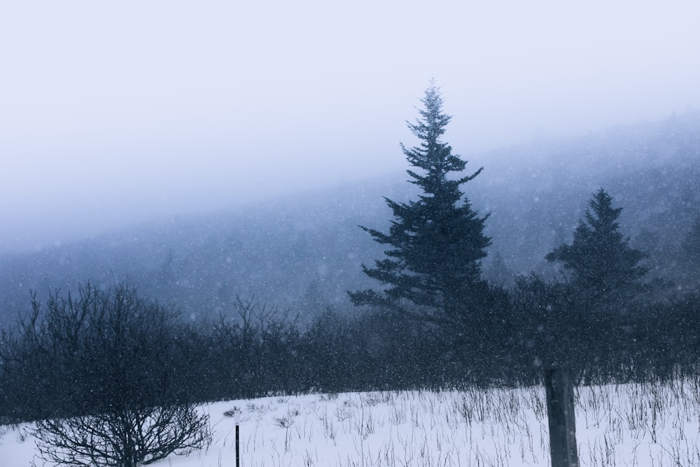 um campo coberto de neve com árvores ao fundo