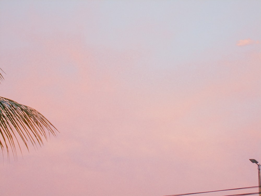 eine Palme mit einem rosafarbenen Himmel im Hintergrund