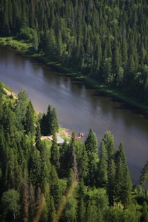 Aerial view of a dense forest with a river cutting through, captured by drone