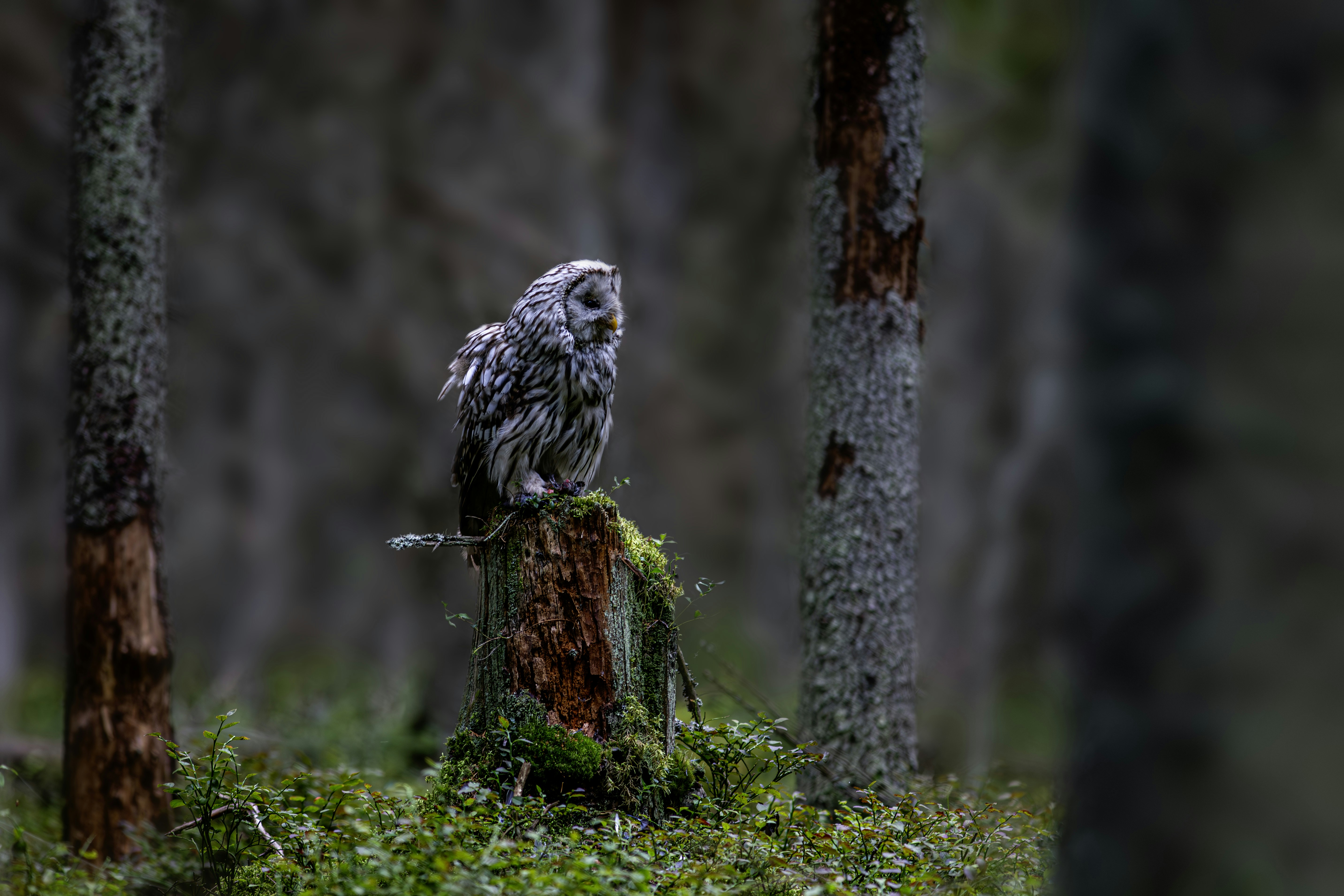 Photo by erik_karits