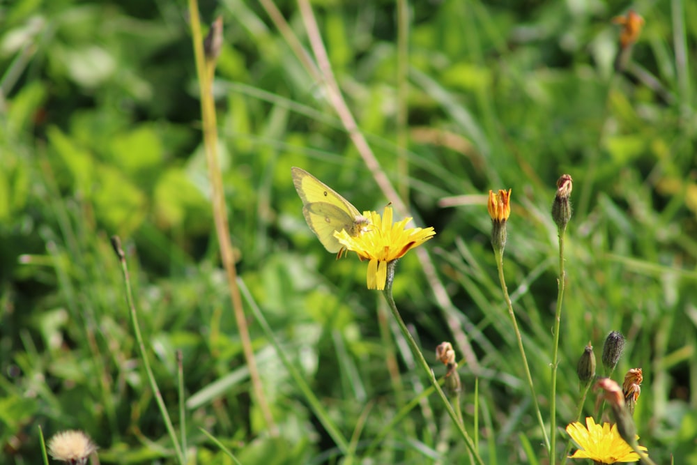 a yellow butterfly sitting on top of a yellow flower