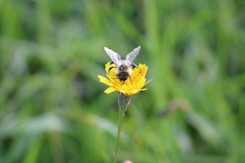 a bee sitting on top of a yellow flower
