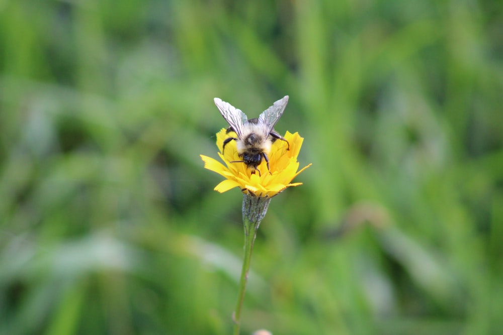 a bee sitting on top of a yellow flower