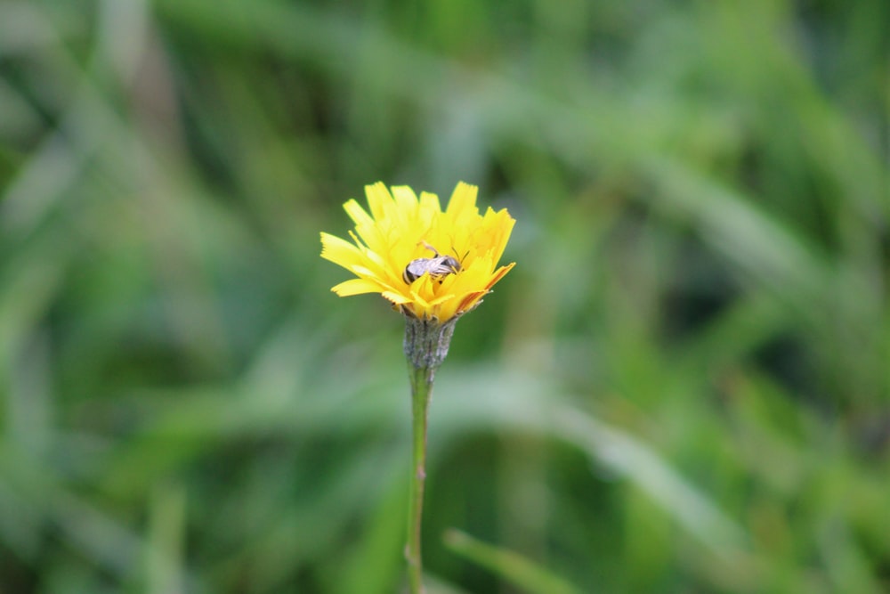 a yellow flower with a bug on it