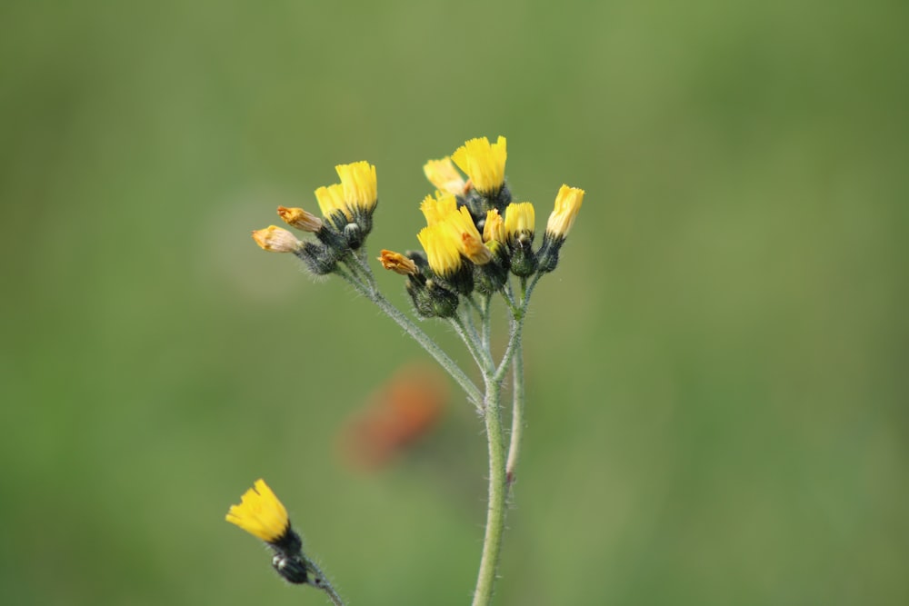 a close up of a yellow flower with a blurry background