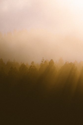 a plane flying over a forest covered in fog representing energetic blockages