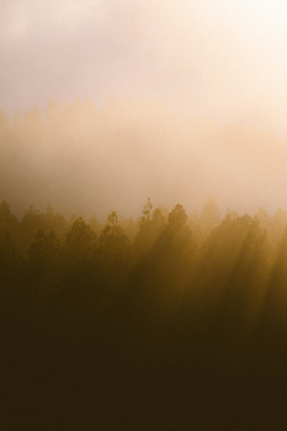 a plane flying over a forest covered in fog