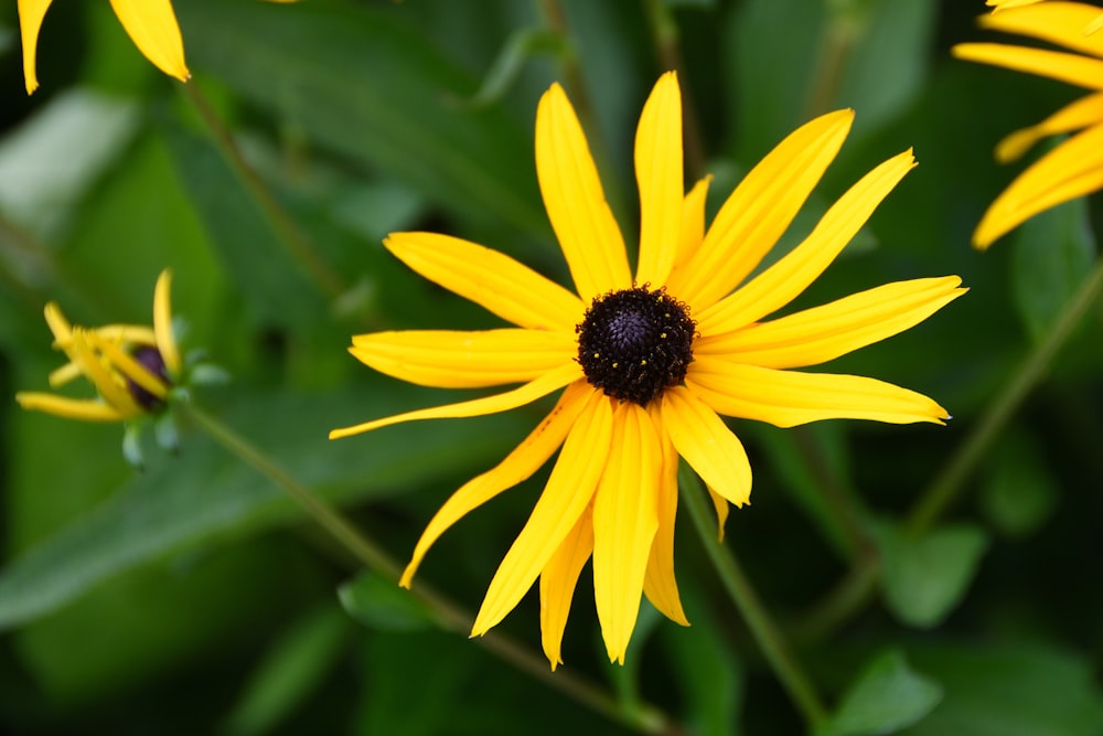 a yellow flower with a black center surrounded by green leaves