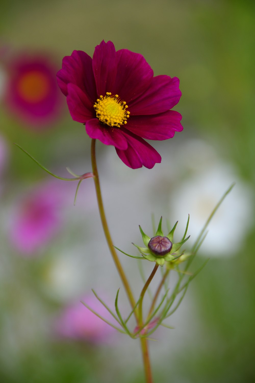 a close up of a flower with a blurry background