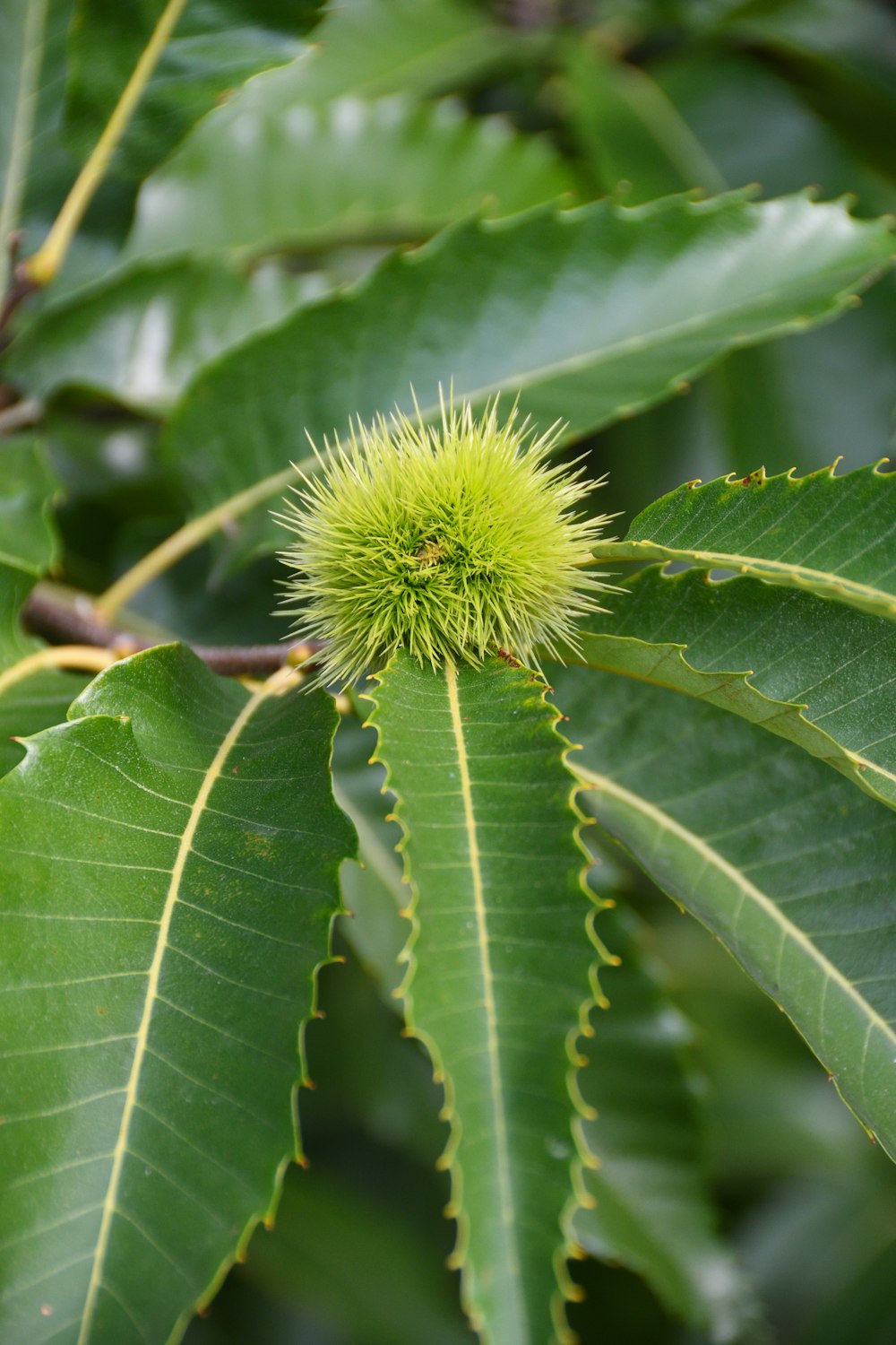 a close up of a leaf with a flower on it