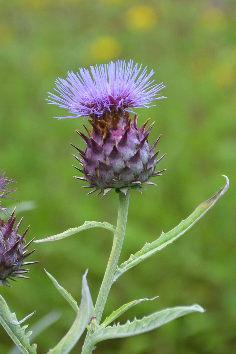 a close up of a flower with a blurry background