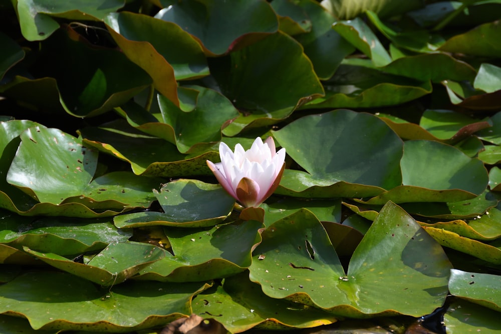 a pink flower is in the middle of a pond