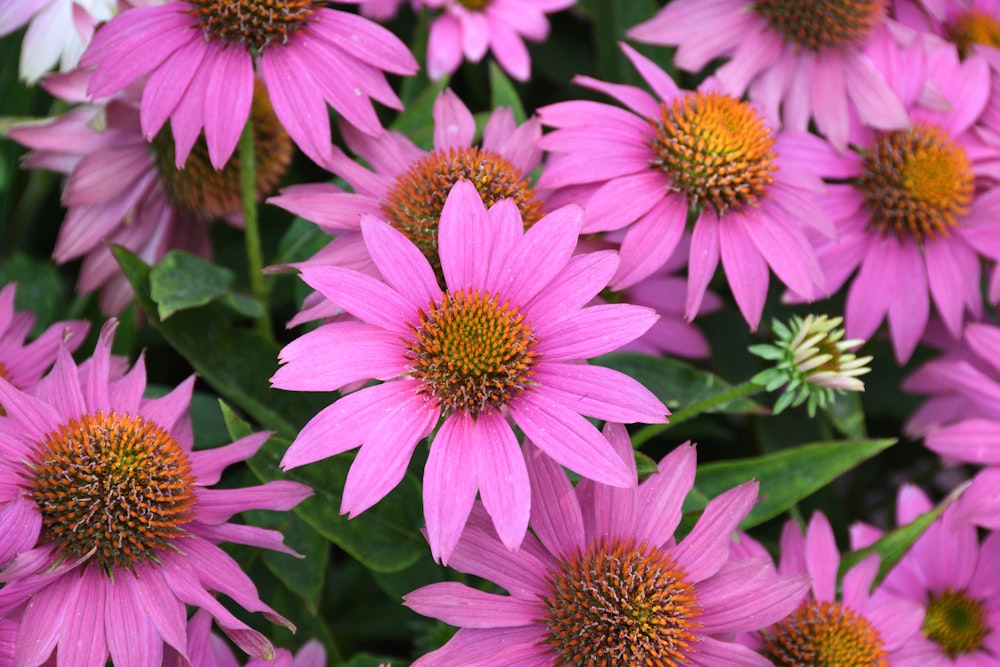 a close up of a bunch of pink flowers