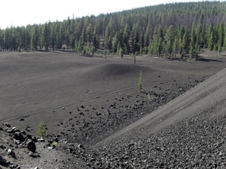 A rugged landscape featuring a slope covered with dark volcanic rocks and ash. In the distance, a dense forest of tall coniferous trees extends across the horizon. Sparse, young trees struggle to grow amidst the harsh terrain closer to the rocky slope.
