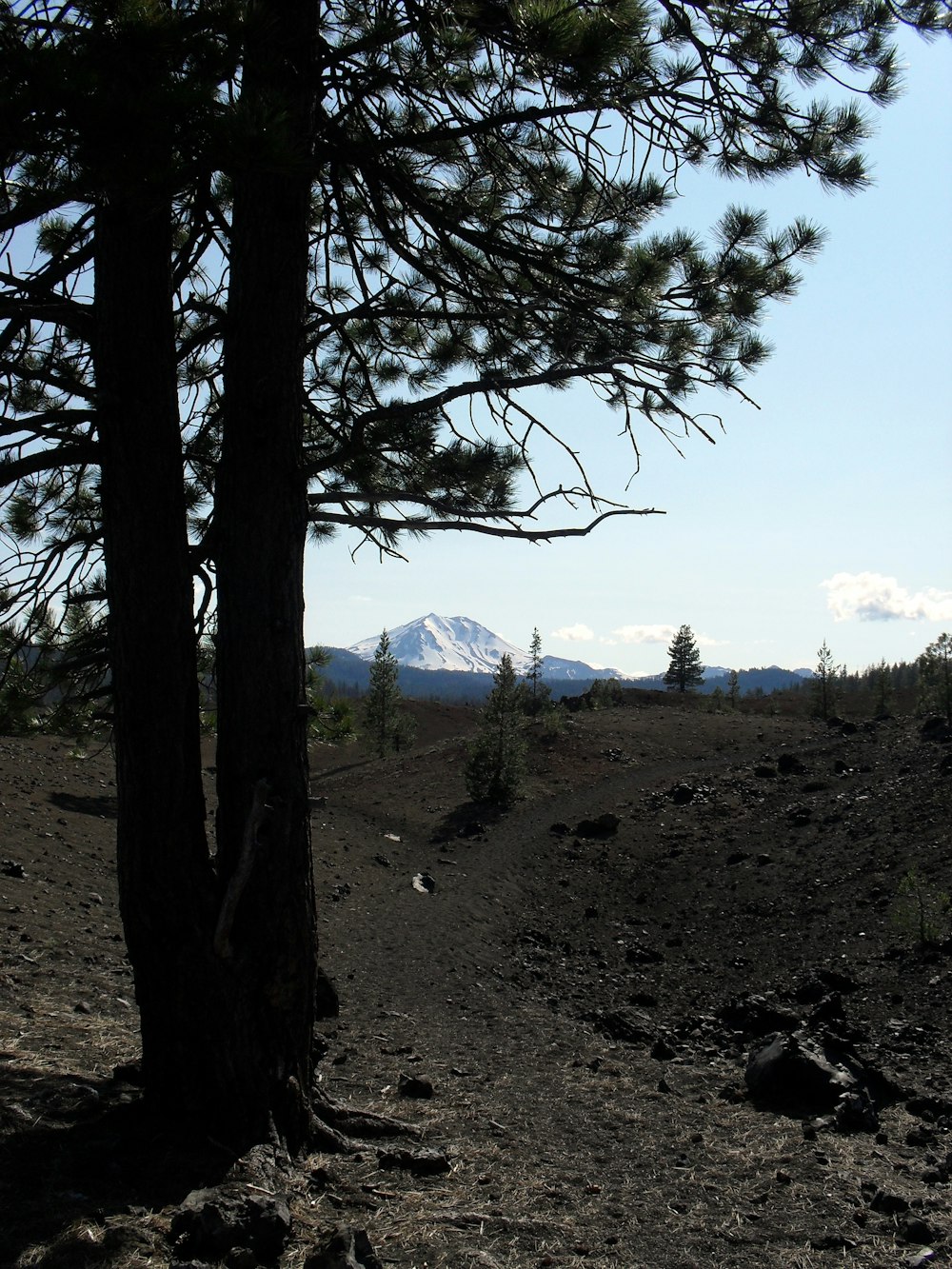 a view of a mountain through the trees